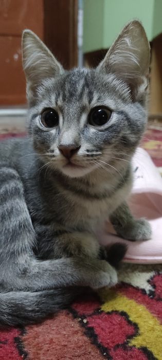 Котята, девочки в хорошие руки