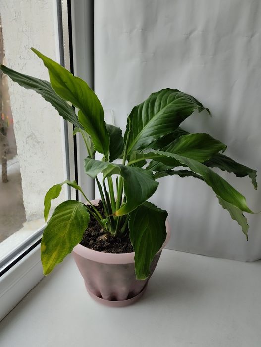 Женское счастье.