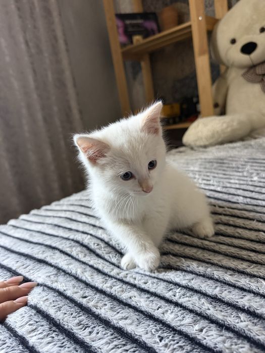 Отдам котенка в добые руки