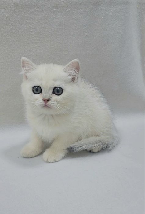 Девочка Скотиш страйт серебристая шиншилла