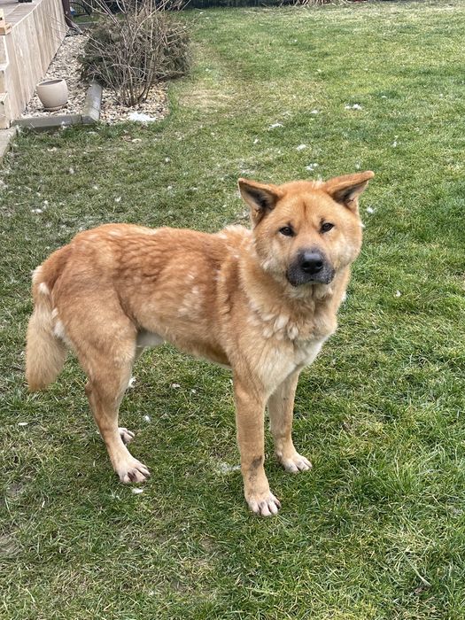 Spike oferit spre adoptie