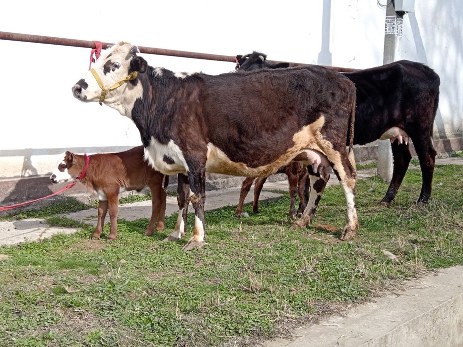 Ona bola bolasi buqa