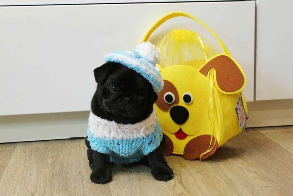 Чистокръвни черни бебета Мопс с родословие