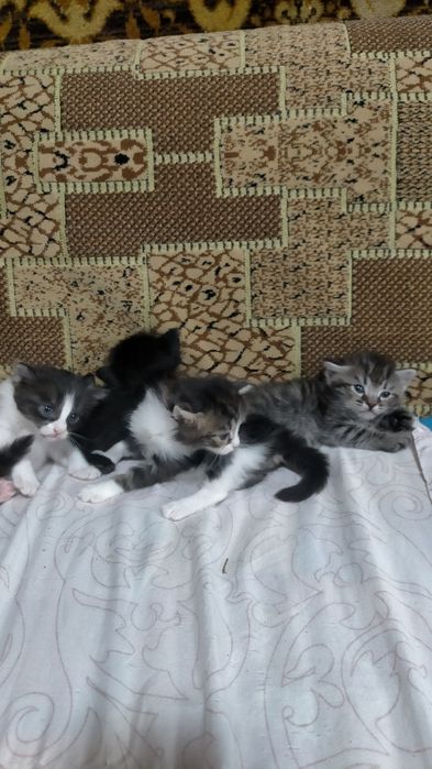 Котята в добрые руки