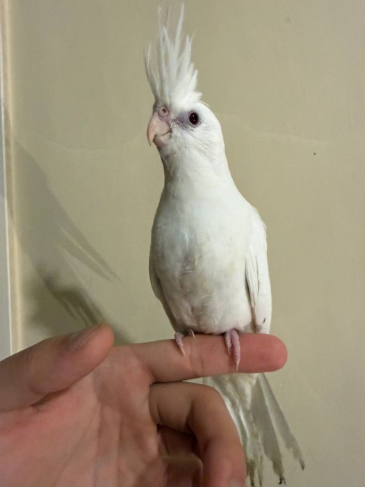 Ручной попугай Корелла