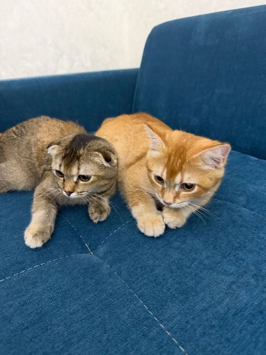 Scottish Fold 120$ Scottish Straight 100$