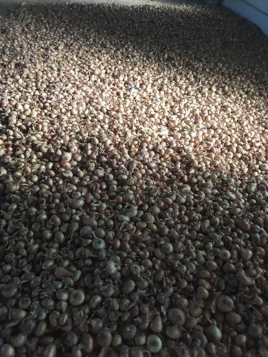 vand ceapa alba naturala