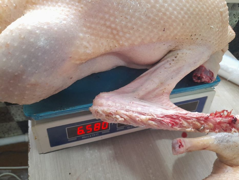 Продам домашних гусей уток индюков