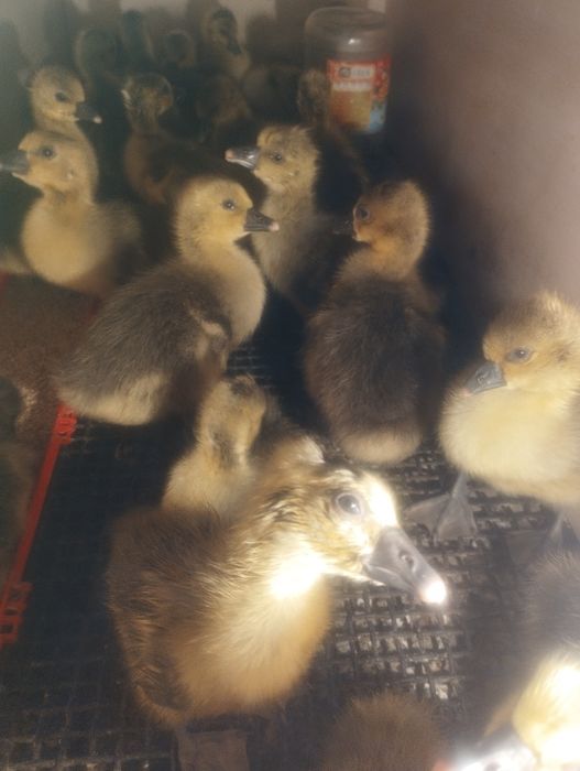Продаются гусята