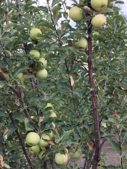 Продается Дом  дачном массиве Проектировщик размером 13х15