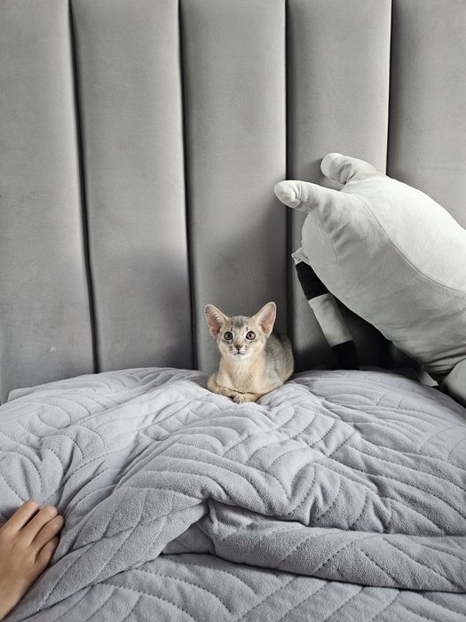 Продам Абиссинский Котенок