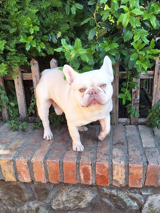 Bulldog francez mascul