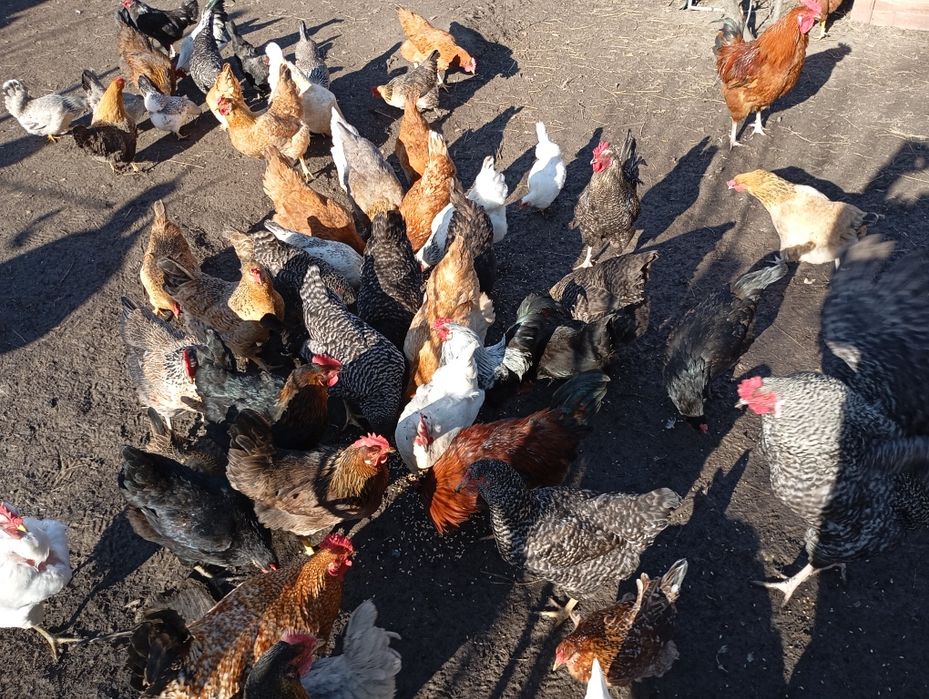 Ouă de găini pitice și normale :wyandotte, italiene, mii