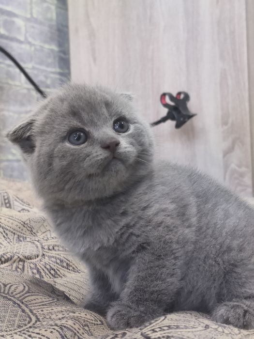 Продам шотландского мальчика (Скоттиш фолд)