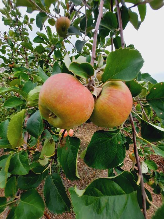 Продам дачу на Красном камне