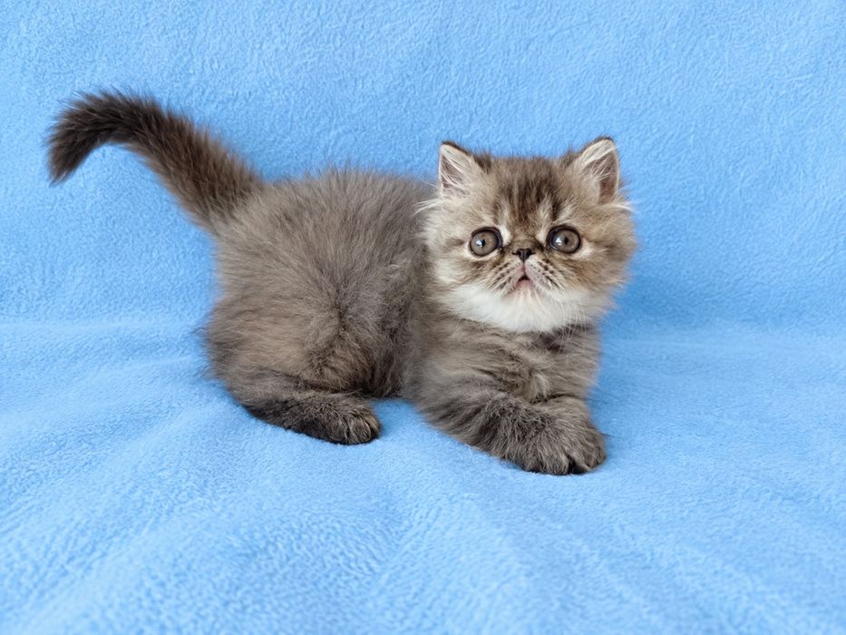 Котята персы продажа.