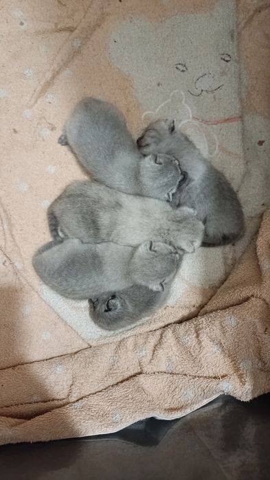 Бронь котят шотландские