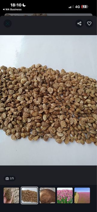 Эспарцет песчаный