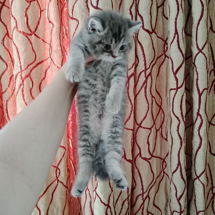 Шладости Шотланские котята