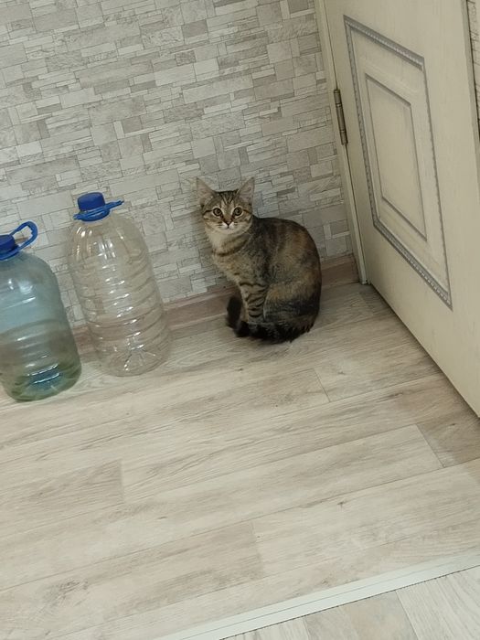 Помогите найти кошку!!