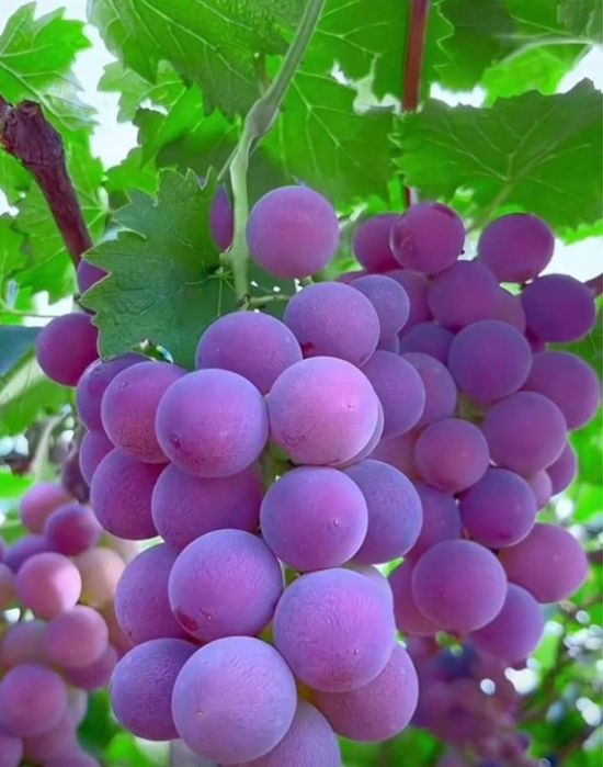 Butași vie fară întreținere anul 3