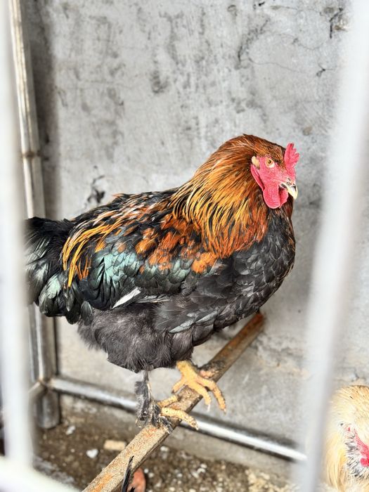 Tovug’ qoldi 10 tacha