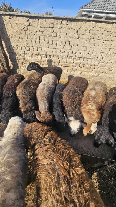 Семіз қойлар сатылады