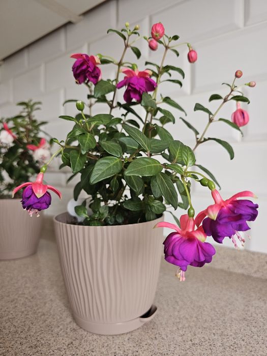 Комнатные цветы Фуксия сортовая