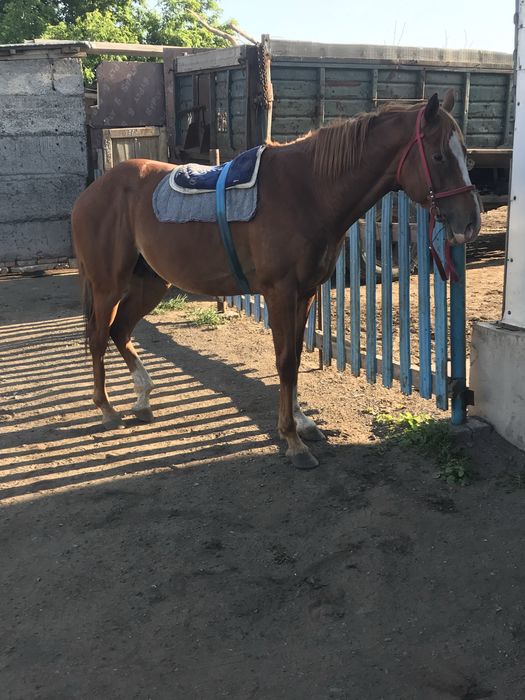 Айғыр сатылады 5 жасар