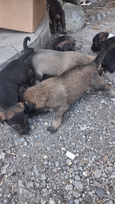 Срочно отдам щенят