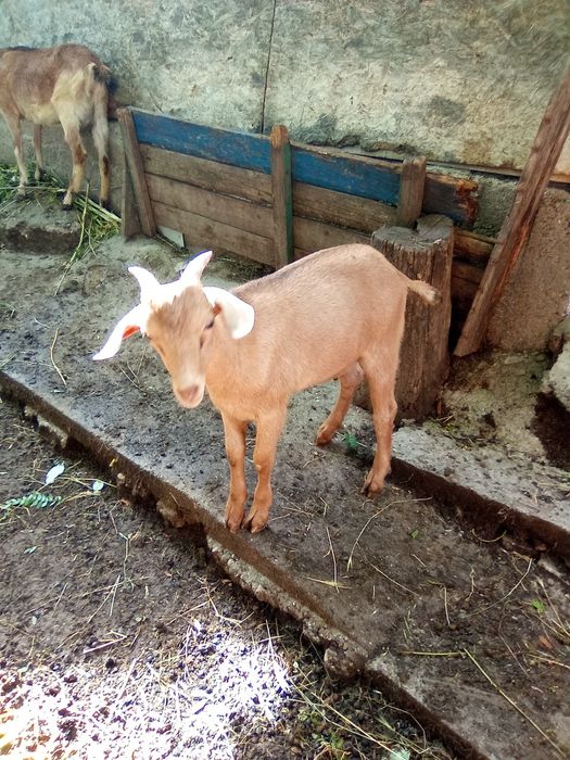 Țap în vârstă de 3 luni jumate AngloNubian