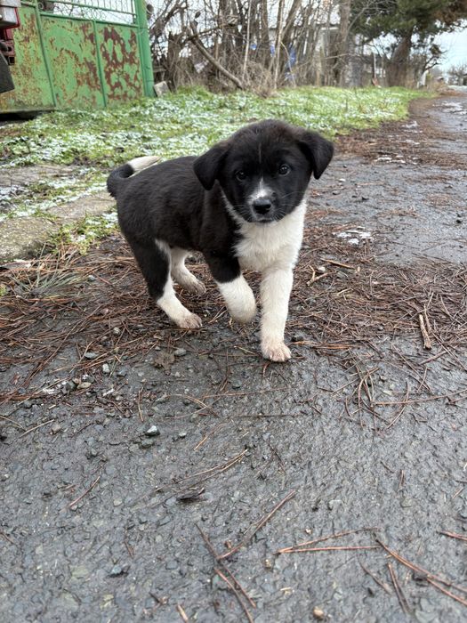 Подарявам кученца