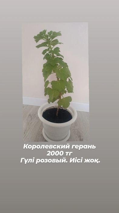 Королевский герань