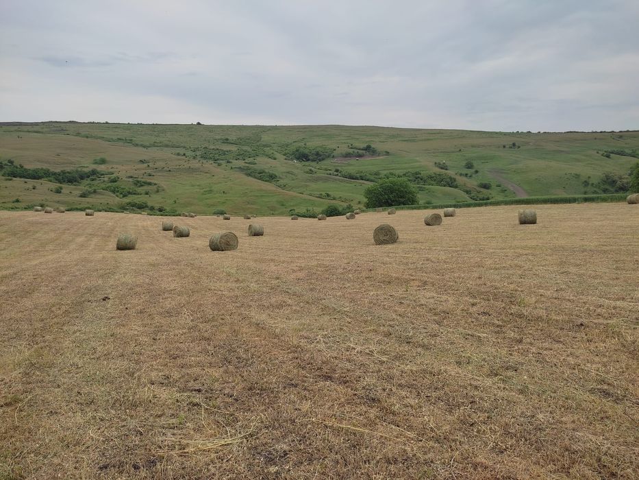 Baloți lucernă prima cositură