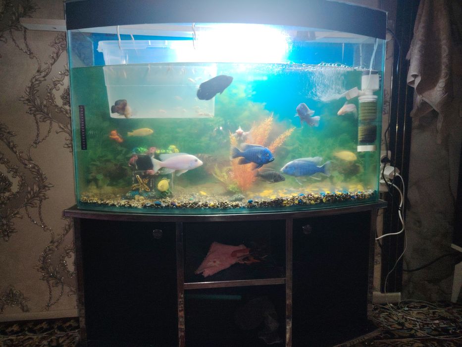 Аквариум сотилади барча жихозлари ва баликлари бн