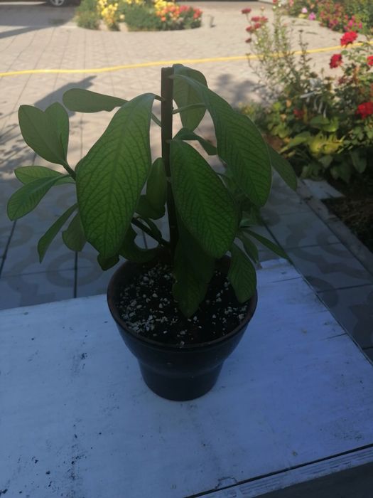 Продаю комнатные растения