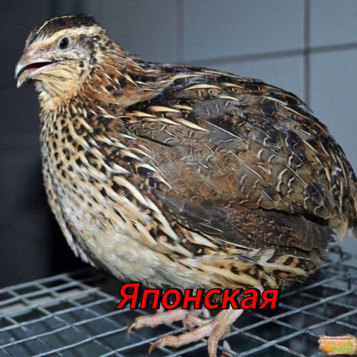 Яицо перепелиное инкубационное