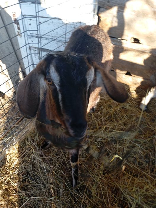 Vând doua Capre foarte bune de lapte