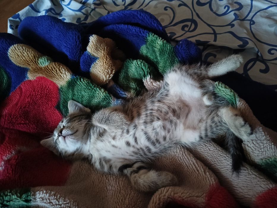 Животное кошечка 2месяца