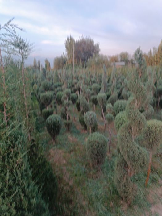 Galboy gepars spiral.