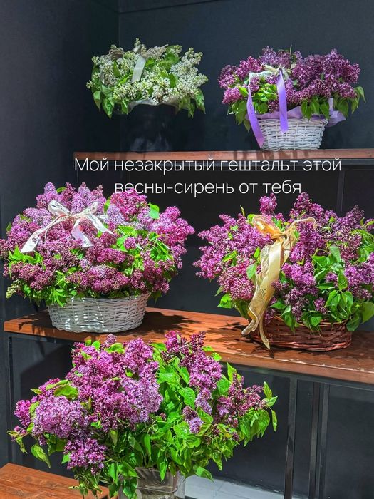 Сирень свежая пушистая