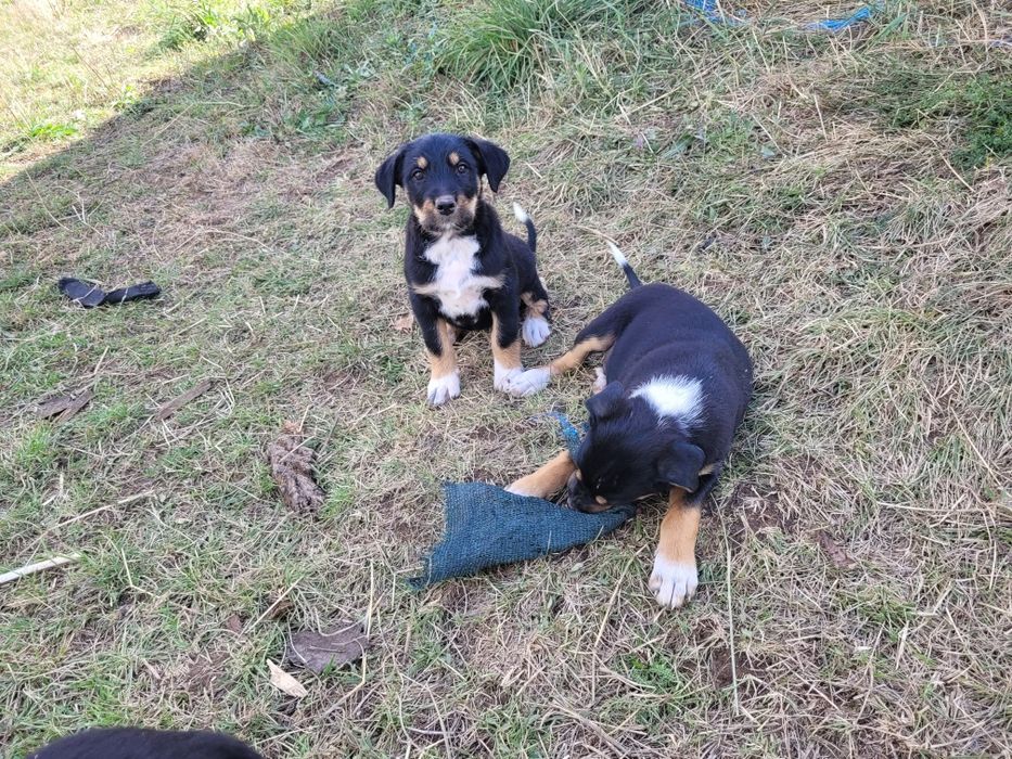 Donez Metiși de Copoi cu terrier