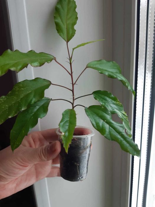 Сортовой гибискус Купера