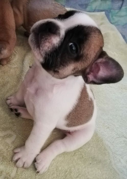 Продам щенков французского бульдога