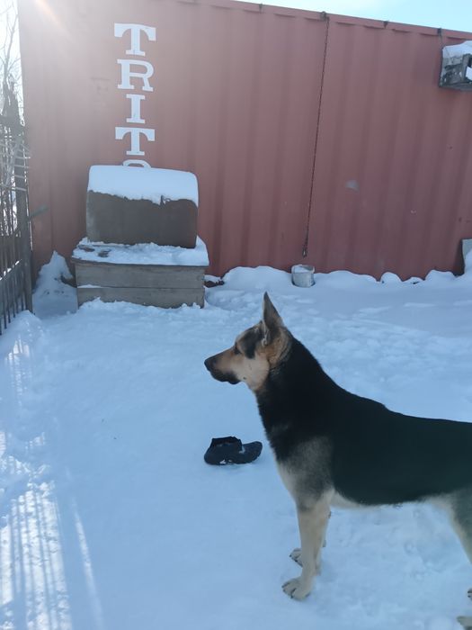 Вязка собак, кабель ищет