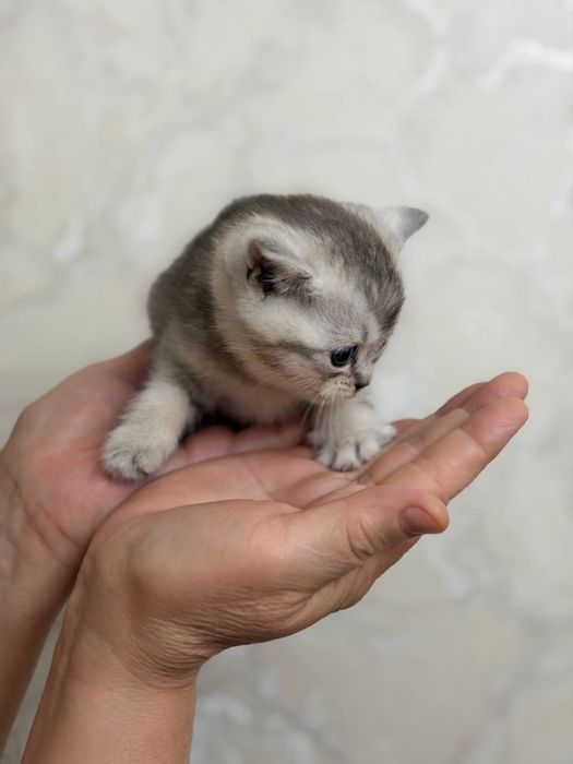 Мушук боласи,котенок