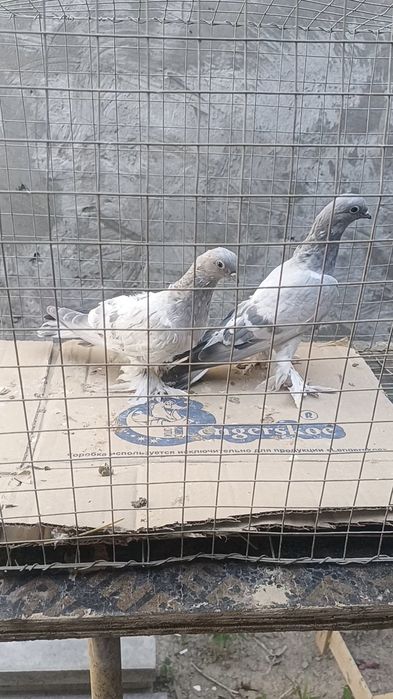 Голуби авганцы (касаны)