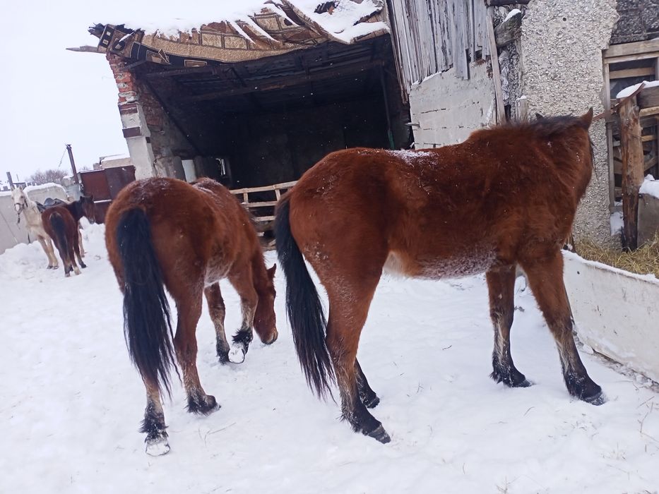 Продам тайлар согым