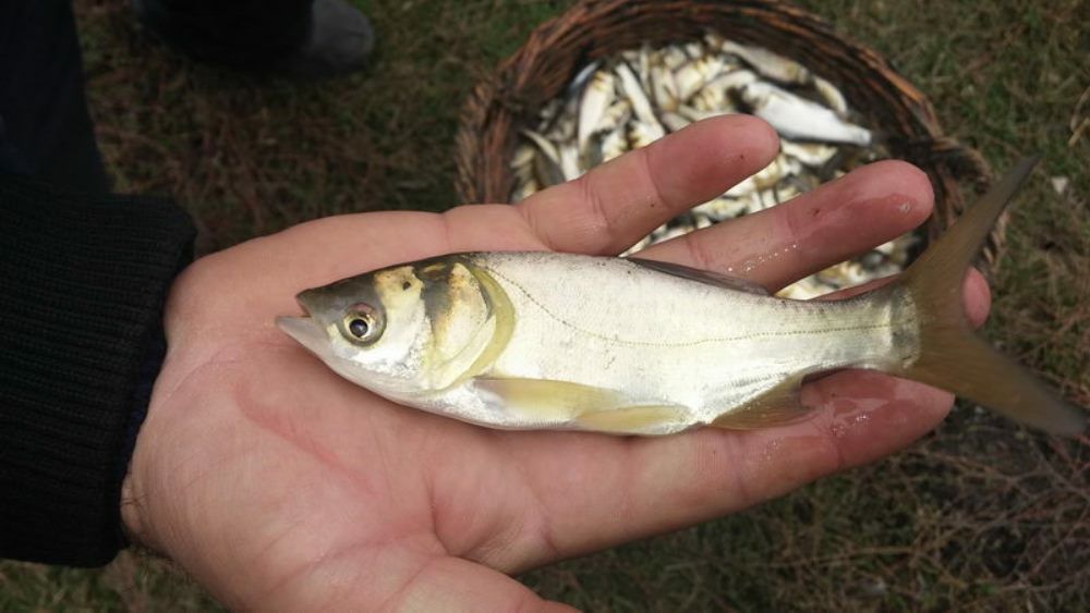 Балик чликка кизикканлар учун котта баликлар, чавоклар малёк личинка