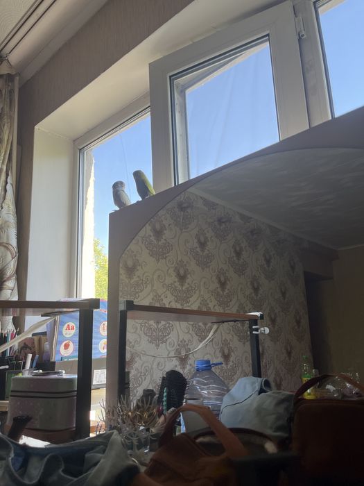 Продам папугая  я иду заграницу